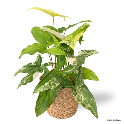 Syngonium Albo Variegata in Woven Basket