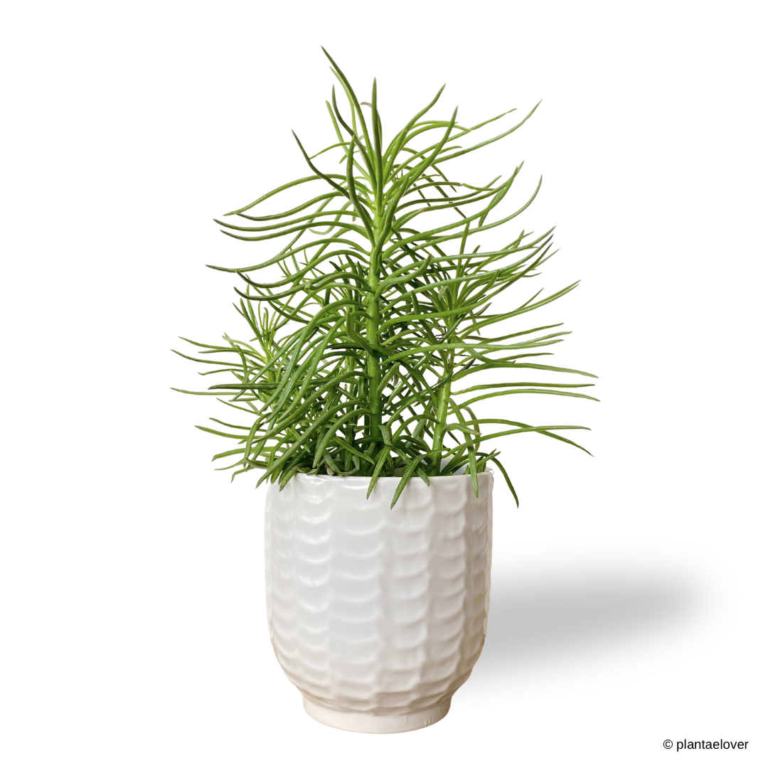 Peperomia Ferreyrae in Snow Pot