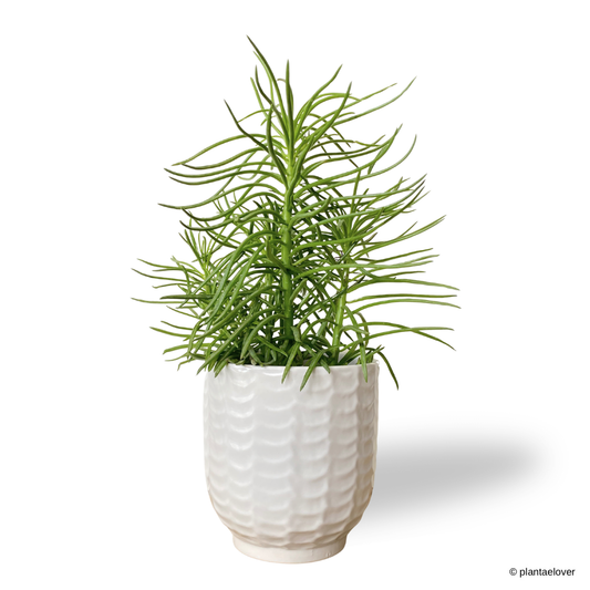 Peperomia Ferreyrae in Snow Pot