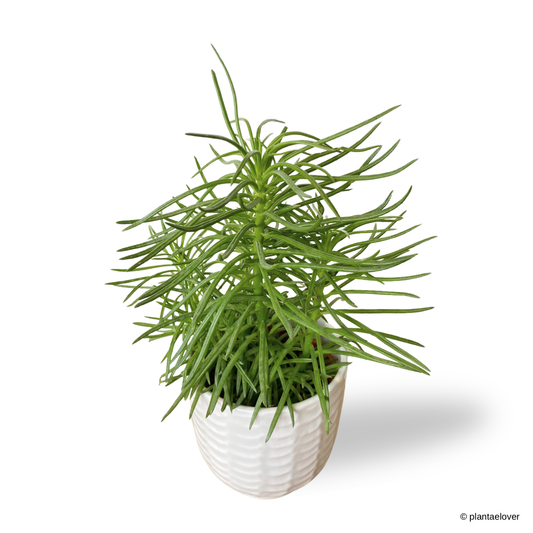 Peperomia Ferreyrae in Snow Pot