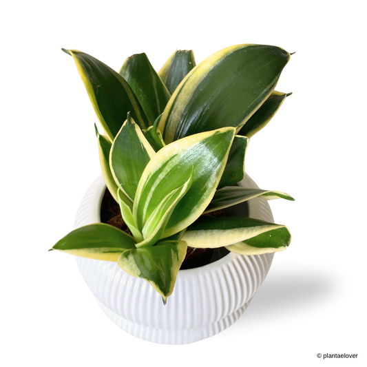 Sansevieria Hahnii Jade Marginata in Laguna Pot