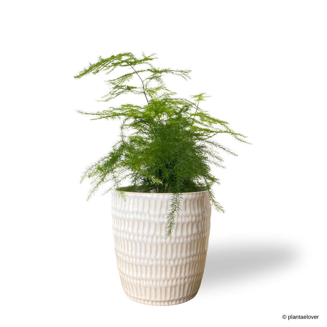Asparagus Fern in Fur Pot