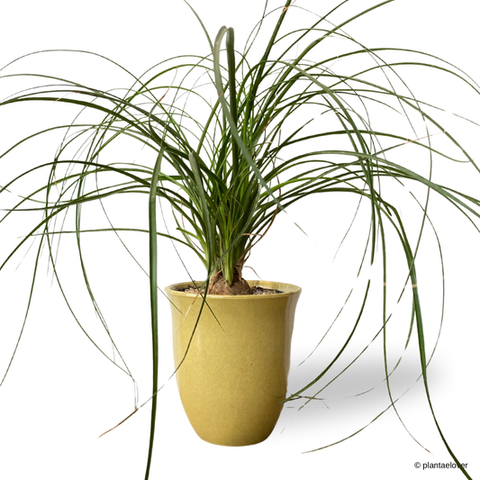 Ponytail Palm in Daisy Pot