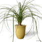 Ponytail Palm in Daisy Pot