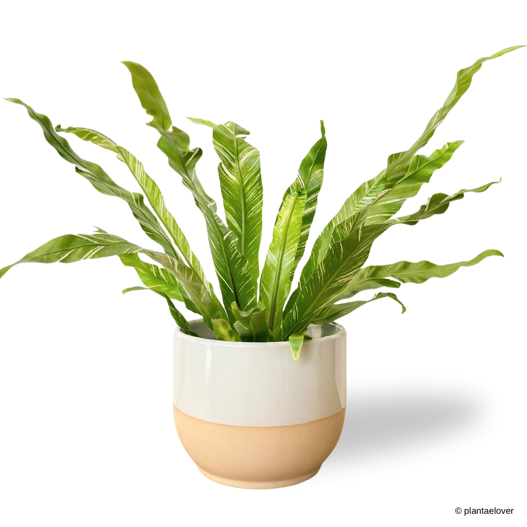 Bird’s Nest Fern Variegata in Float Pot