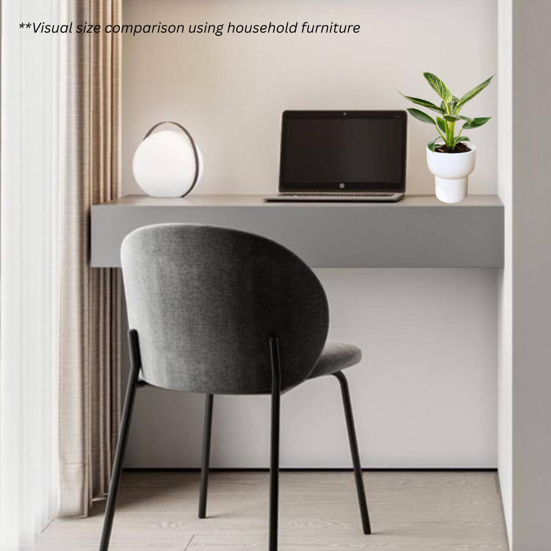 Philodendron Birkin in Dodo Pot