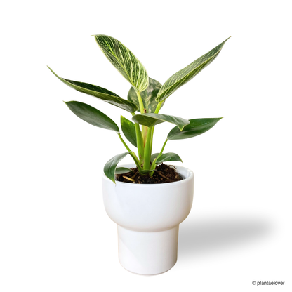Philodendron Birkin in Dodo Pot