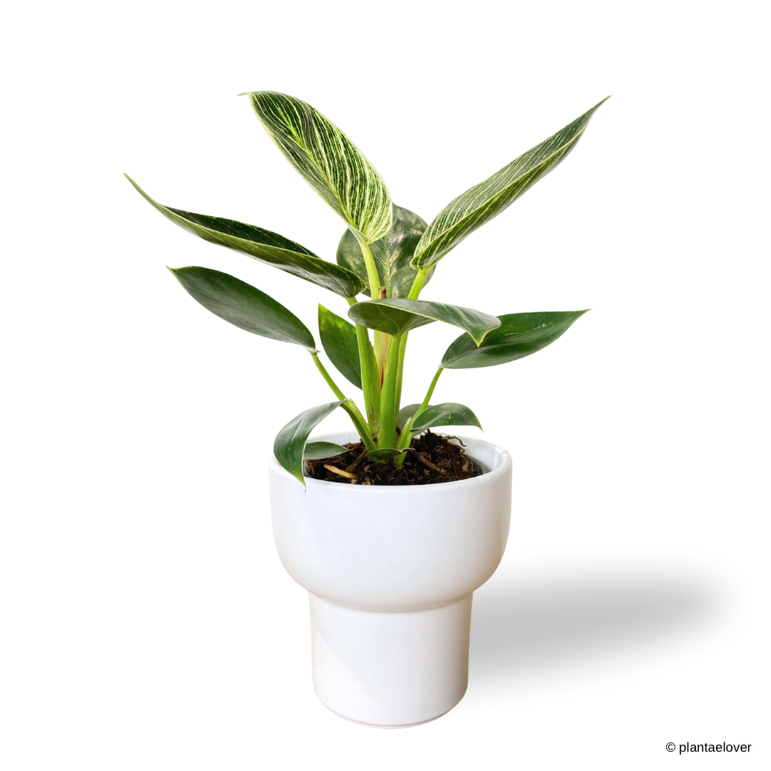 Philodendron Birkin in Dodo Pot