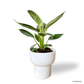 Philodendron Birkin in Dodo Pot