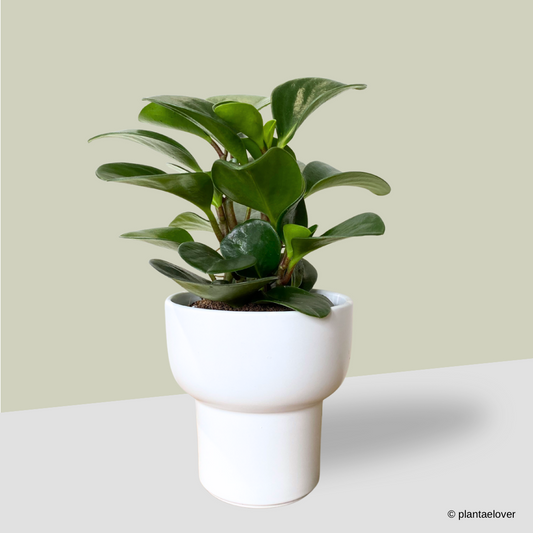 Peperomia Obtusifolia in Dodo Pot