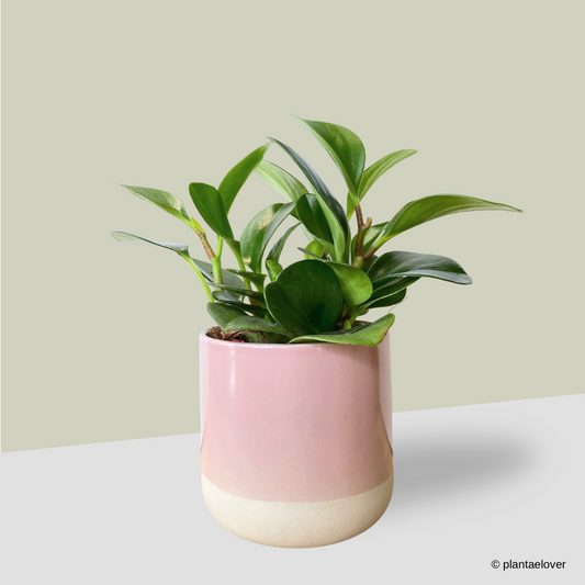 Peperomia Obtusifolia in Moln Pot