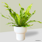 Bird’s Nest Fern Variegata in Dodo Pot
