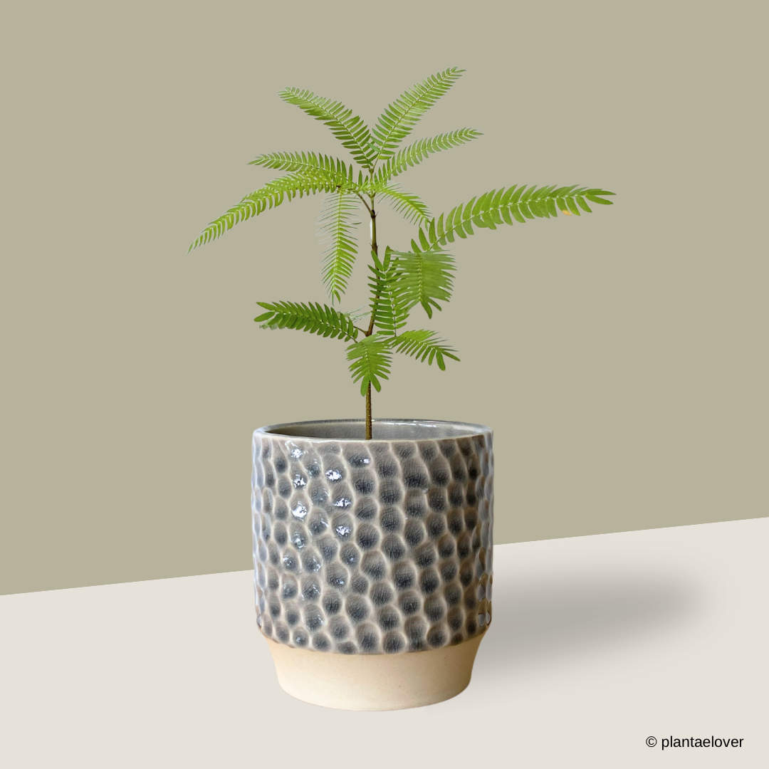 Japanese Everfresh Tree in Lagoon Pot