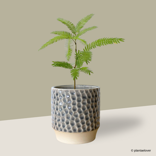 Japanese Everfresh Tree in Lagoon Pot