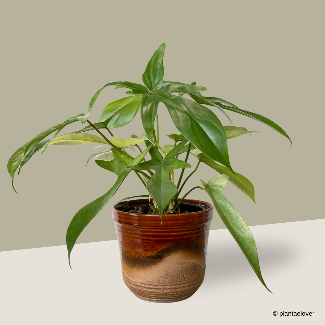 Philodendron Florida Ghost in Sienna Pot
