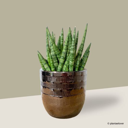 Sansevieria Cylindrica in Cooper Pot