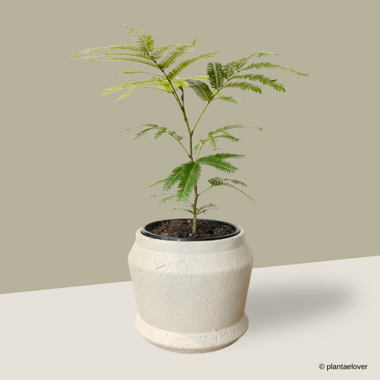 Japanese Everfresh Tree in Graphite Pot
