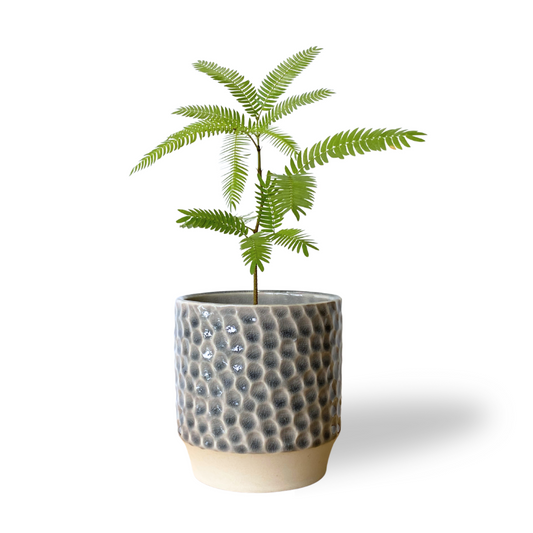 Japanese Everfresh Tree in Lagoon Pot