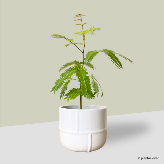 Japanese Everfresh Tree in Bisque Pot