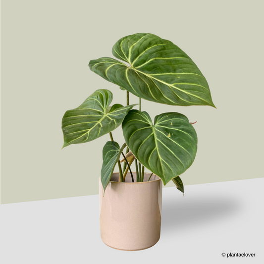Philodendron Gloriosum in Rosewood Pot