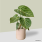 Philodendron Gloriosum in Rosewood Pot