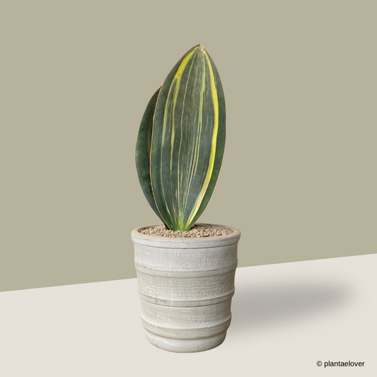 Sansevieria Masoniana Variegata in Oslo Pot