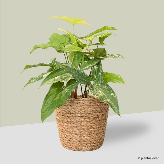 Syngonium Albo Variegata in Woven Basket