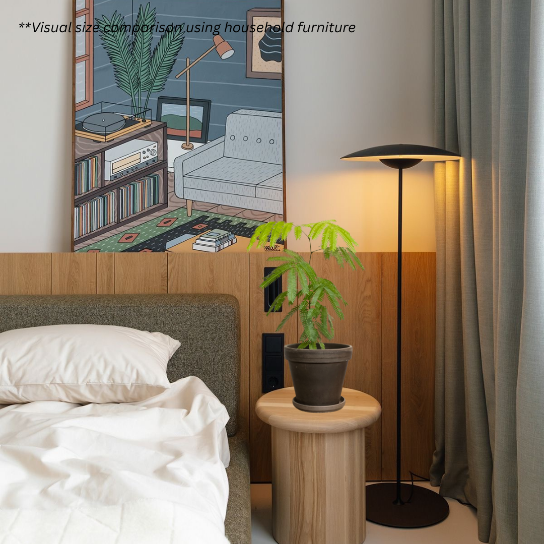 Japanese Everfresh Tree in SPANG Pot