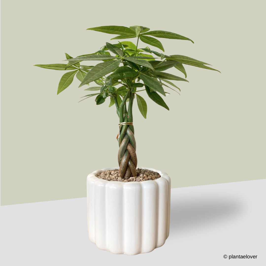 Pachira Aquatica Braided in Eclairs Pot