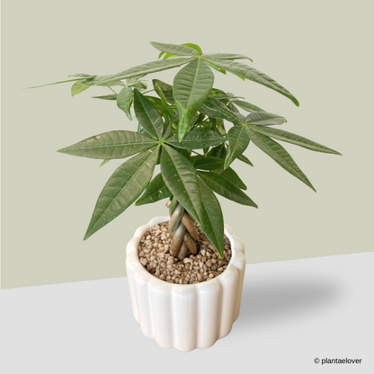 Pachira Aquatica Braided in Eclairs Pot
