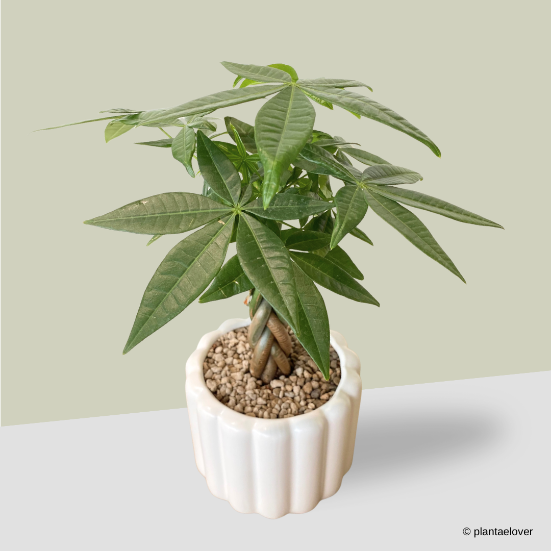 Pachira Aquatica Braided in Eclairs Pot