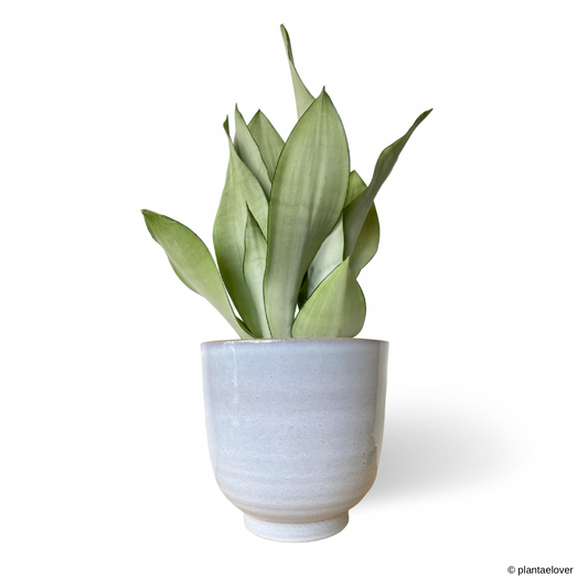 Sansevieria Trifasciata Moonshine in Columbia Pot