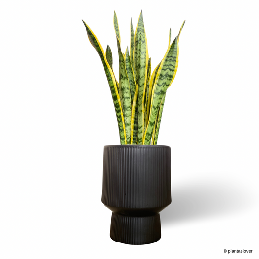 Sansevieria Trifasciata Laurentii in Voltereta Pot