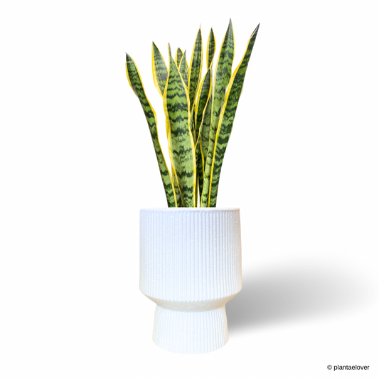 Sansevieria Trifasciata Laurentii in Voltereta Pot