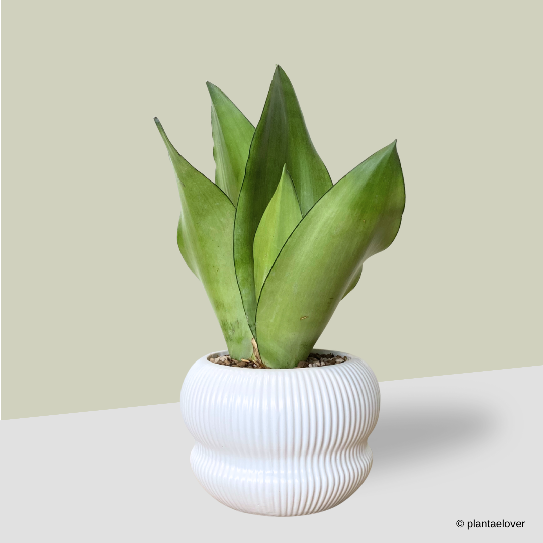 Sansevieria Trifasciata Moonshine in Laguna Pot