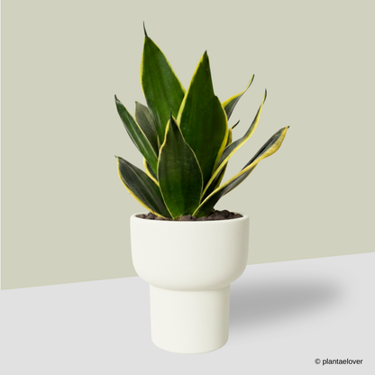 Sansevieria Hahnii in Dodo Pot