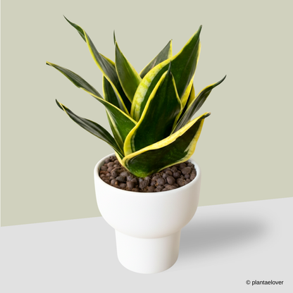 Sansevieria Hahnii in Dodo Pot
