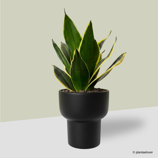 Sansevieria Hahnii in Dodo Pot