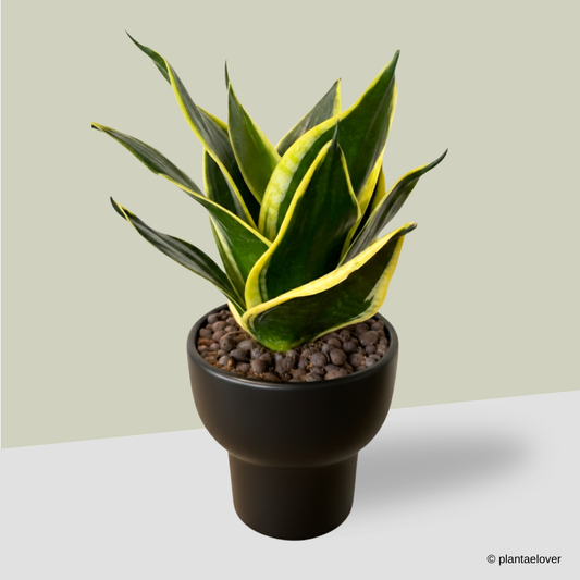 Sansevieria Hahnii in Dodo Pot