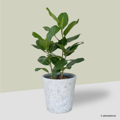 Ficus Audrey in Moon Pot