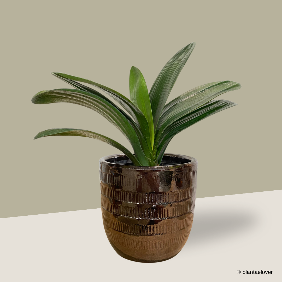 Bush Lily in Bronze Pot