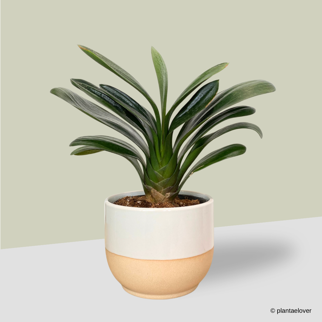Bush Lily in Float Pot