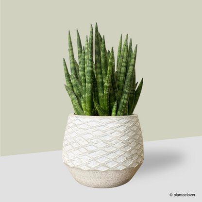 Sansevieria Cylindrica in Cemento Pot