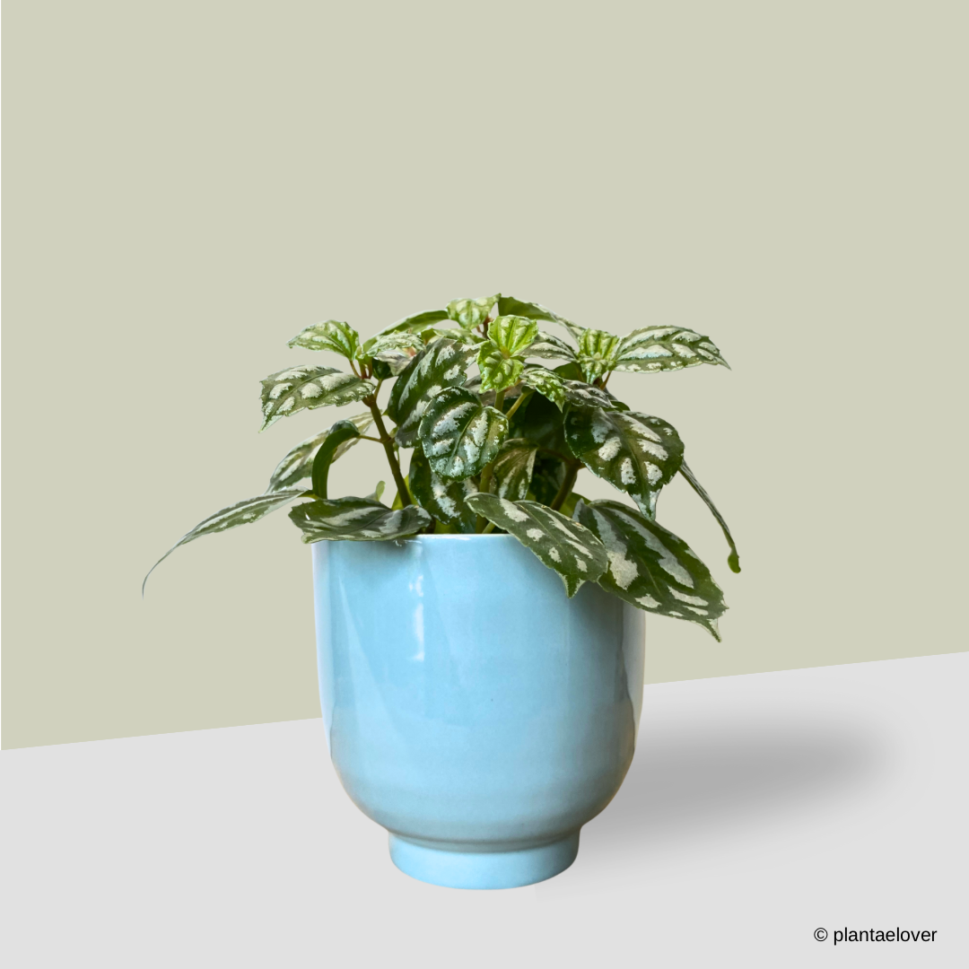 Pilea Cadierei in Tiffany Pot