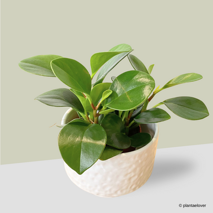 Peperomia Obtusifolia in Moonlight Pot