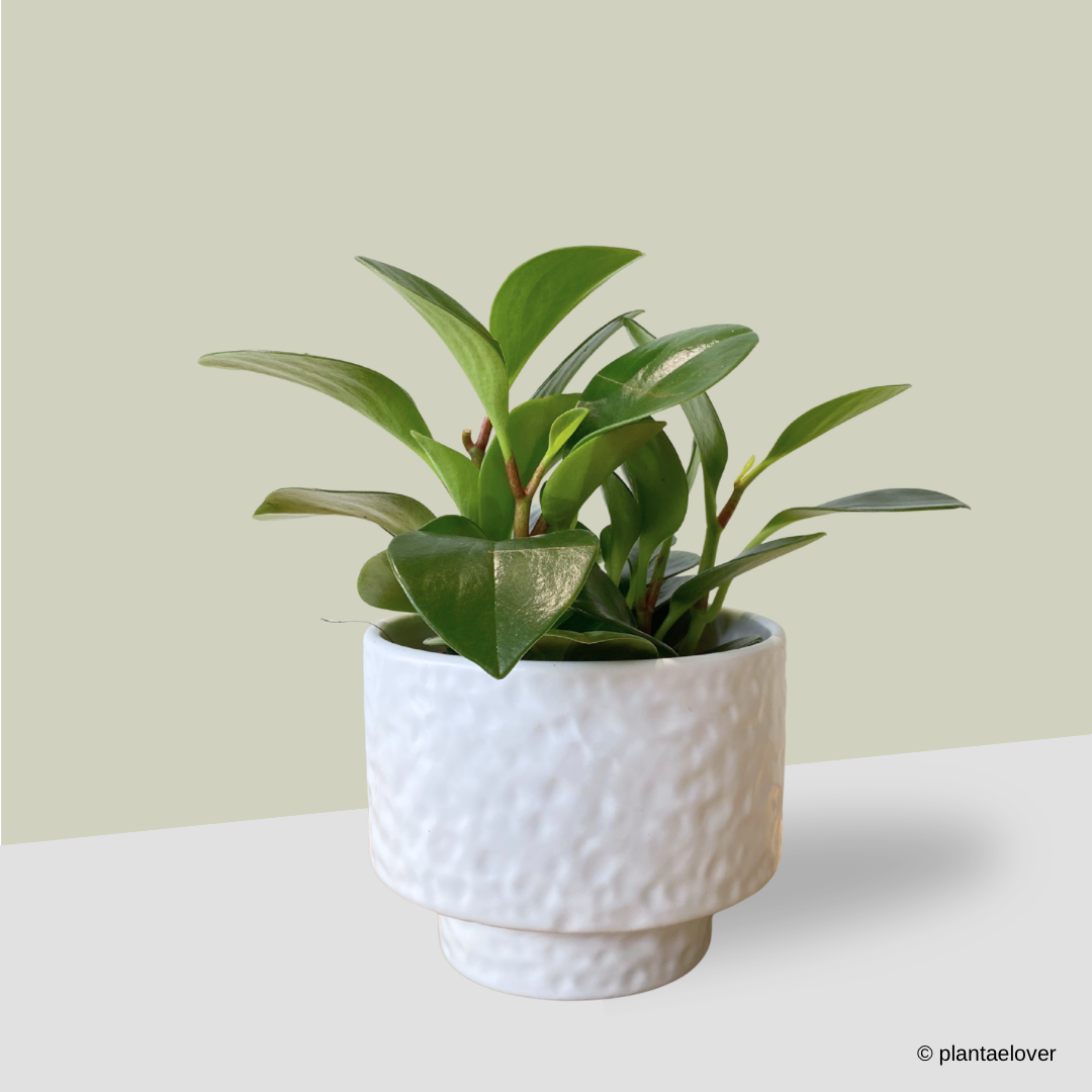 Peperomia Obtusifolia in Moonlight Pot