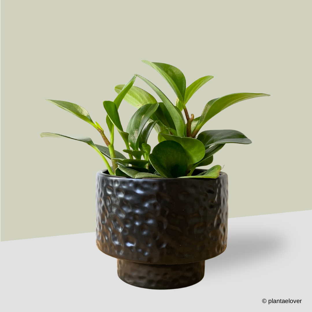 Peperomia Obtusifolia in Moonlight Pot