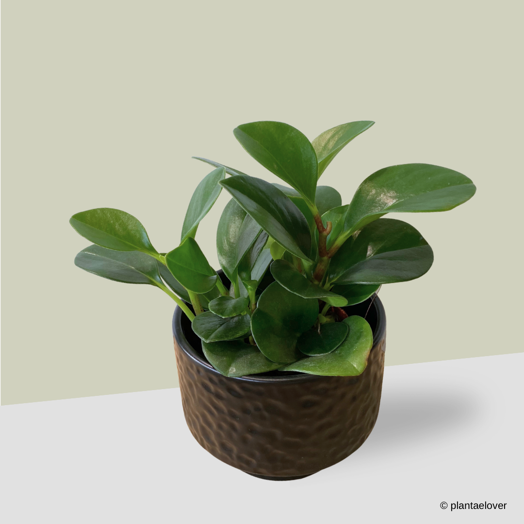 Peperomia Obtusifolia in Moonlight Pot