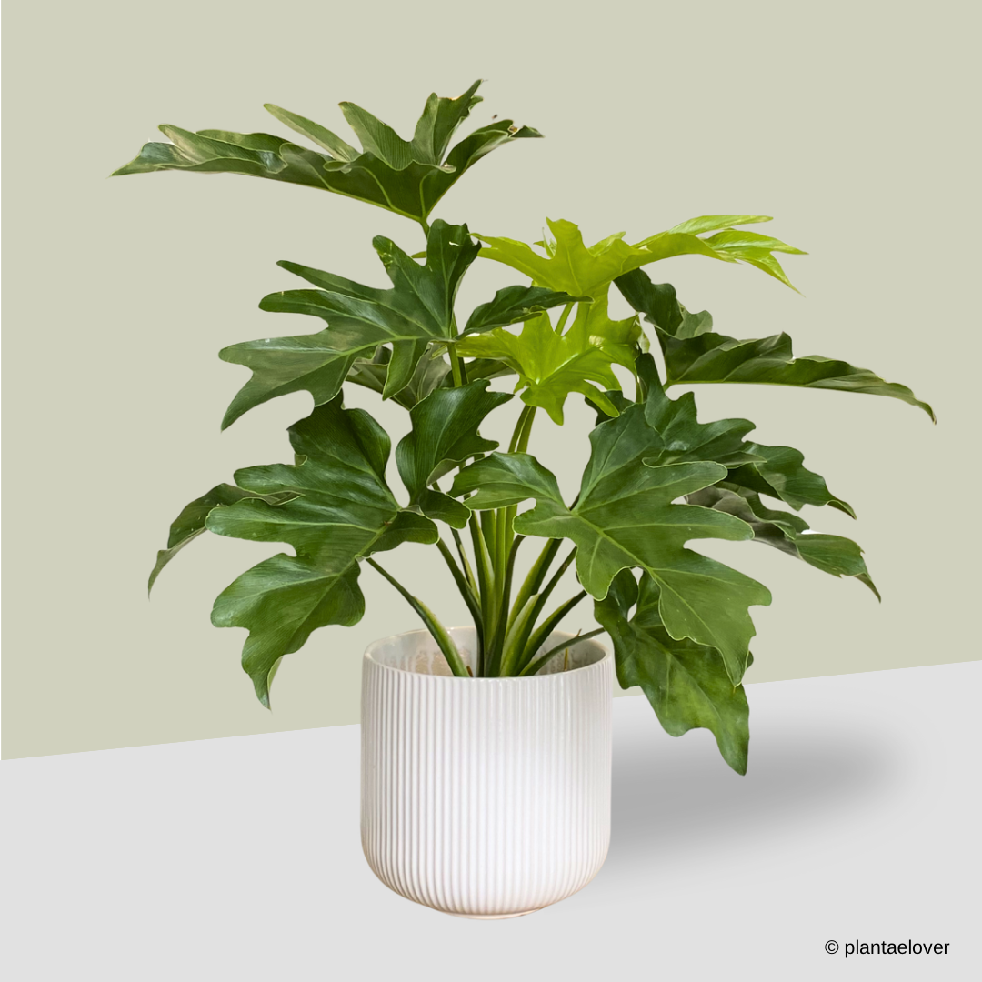 Philodendron Selloum in Cylindrica Pot