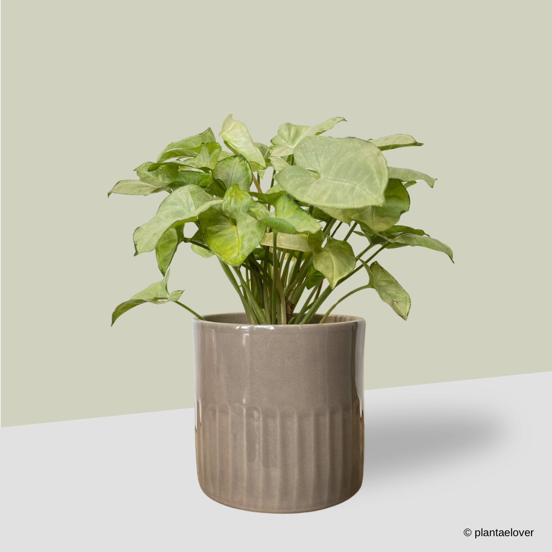 Syngonium Pixie in Griege Pot